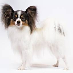 Papillon