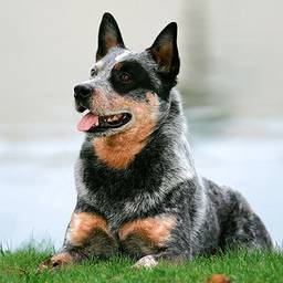 Australian Cattle Dog
