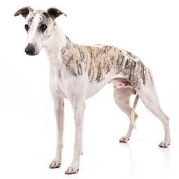 Whippet