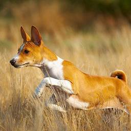 Basenji