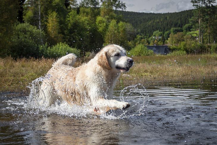 Golden Retriever