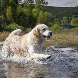 Golden Retriever