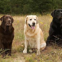 Labrador Retriever