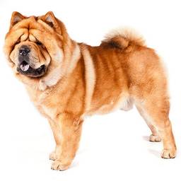 Chow Chow