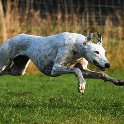 Greyhound