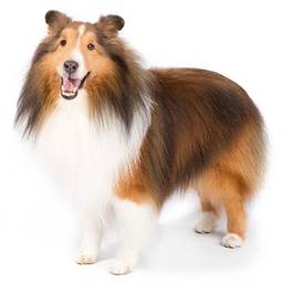 Shetland Sheepdog