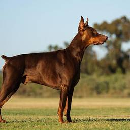 Doberman Pinscher