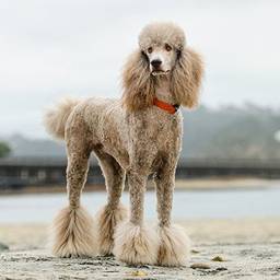 Poodle